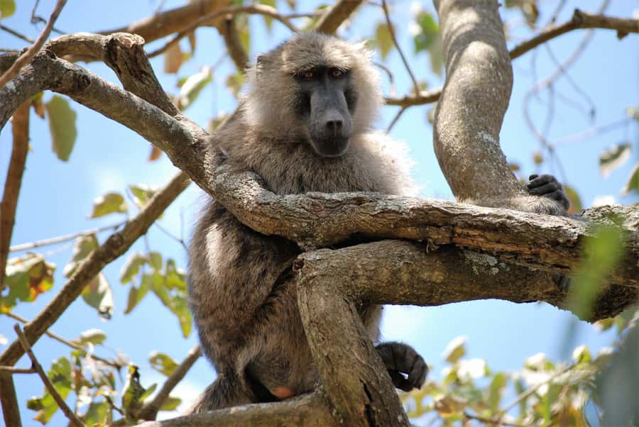 Arusha: Arusha National Park Day Trip w/ Game Drives & Lunch - What the private 4x4 adds to the day