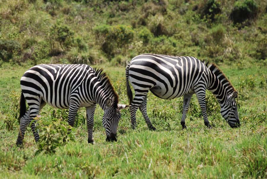 Arusha: Arusha National Park Day Trip w/ Game Drives & Lunch - Is $340 good value?