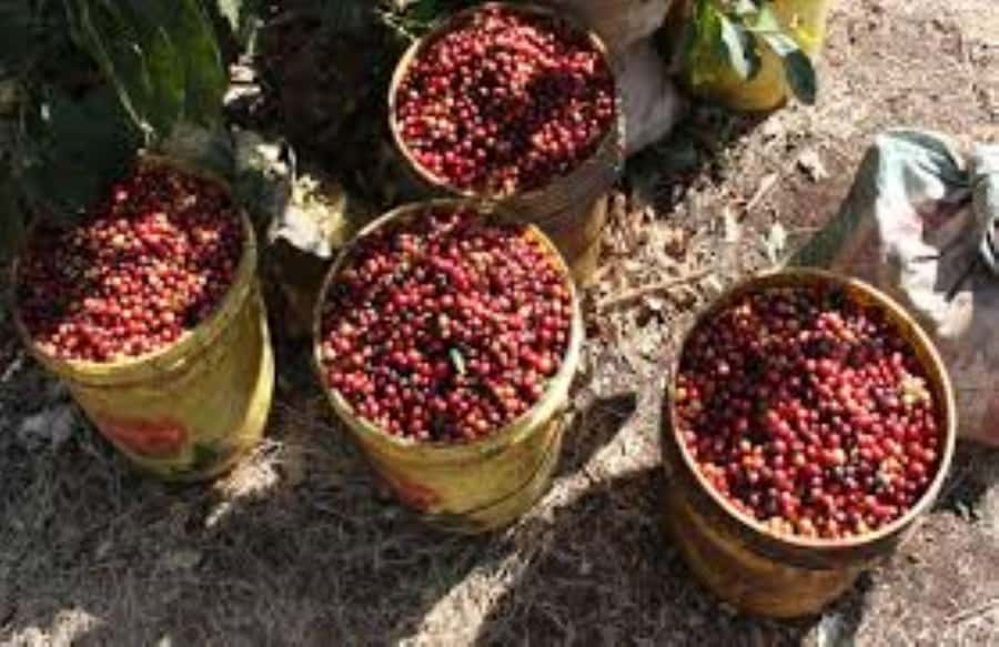 Arusha: Coffee Plantation Tour with Tasting and Hands-On … - Key points to know before you book