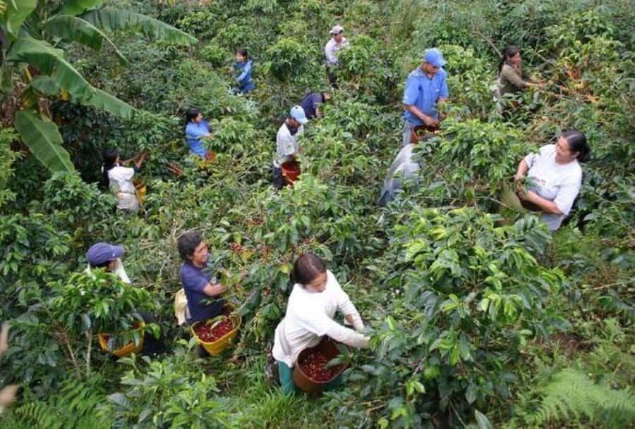 Arusha: Coffee Plantation Tour with Tasting and Hands-On … - Picking, pulping, drying, and roasting by hand