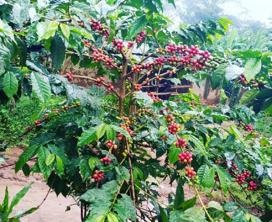 Arusha: Materuni Waterfalls, Coffee, and Hotsprings Tour - Guides, group size, and the human side