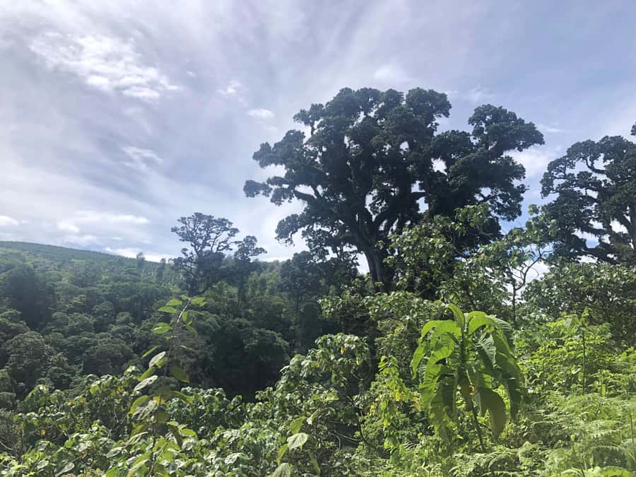Arusha: Napuru Waterfalls Guided Hike - Walking barefoot to Napuru Waterfalls
