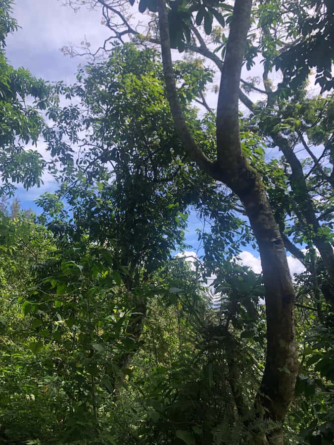 Arusha: Napuru Waterfalls Guided Hike - How the guides shape the experience