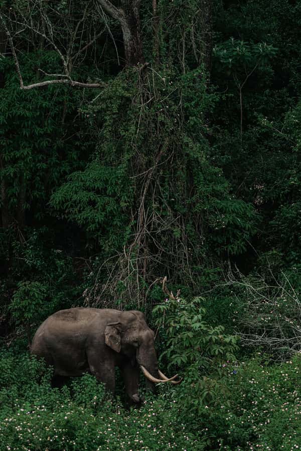 Arusha National Park Day Tour with All-Inclusive - Key points to know before booking