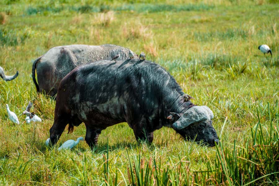 Arusha National Park Day Tour with All-Inclusive - Who will enjoy this day most?