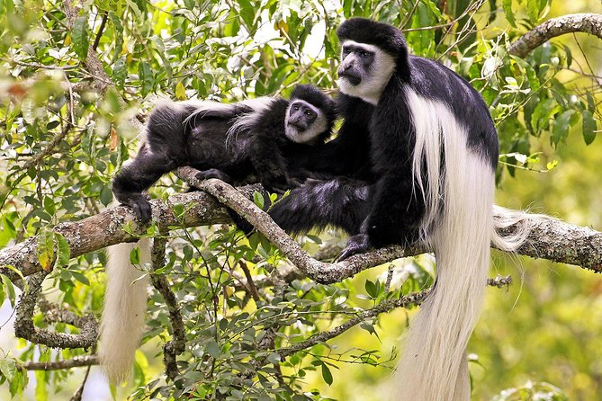 Arusha National Park Day Trip - The private 4x4 ride from Arusha