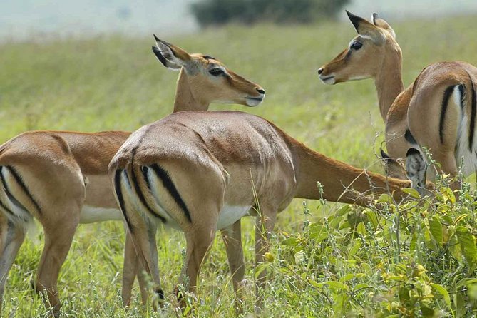 Arusha National Park Day Trip - Momela Lakes and pink flamingos