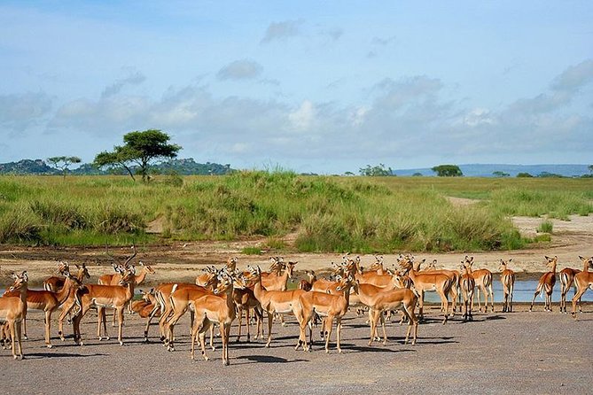 Arusha National Park Day Trip - Is $300 a fair price?