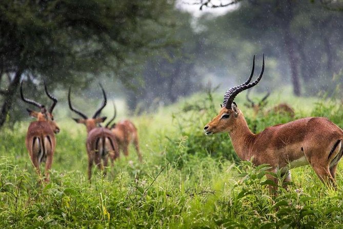 Arusha National Park Day Trip - Who should book this experience?