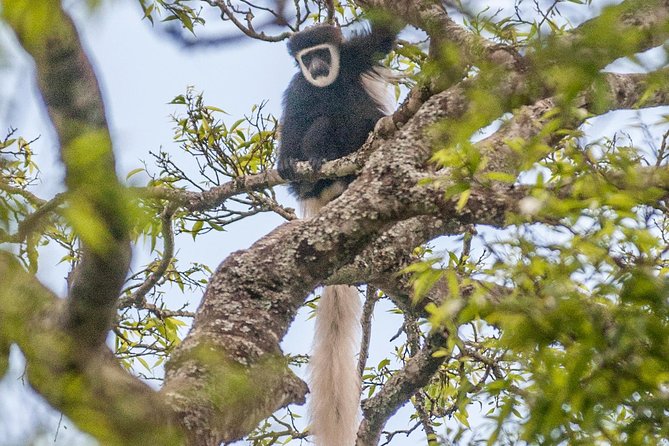 Arusha National Park Day Trip - Walking through the tropical forest
