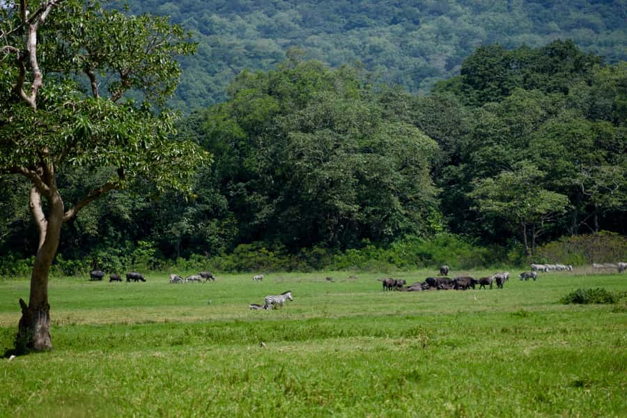 Arusha National Park Full-Day Safari - Lunch beside the lake after three hours