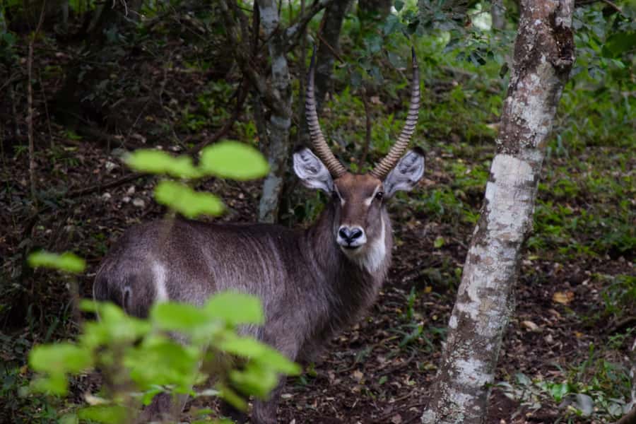 Arusha National Park Full-Day Safari - The afternoon drive and the hunt for less obvious animals