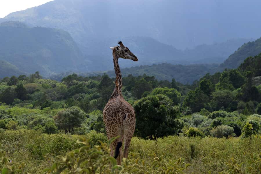 Arusha National Park Full-Day Safari - Who should choose this safari?