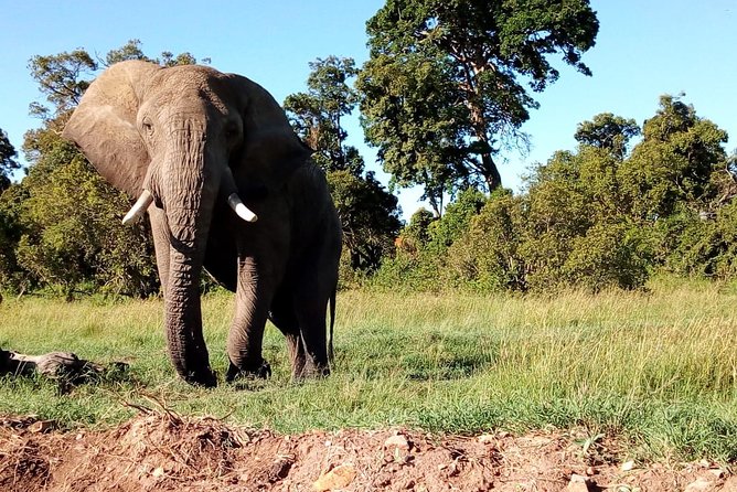 Arusha National Park Half Day Tour - Is $197.31 per person good value?
