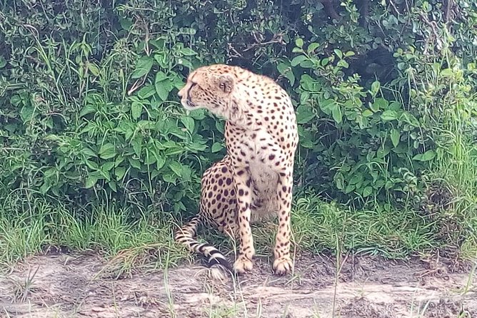 Arusha National Park Half Day Tour - Who will enjoy this half-day safari?