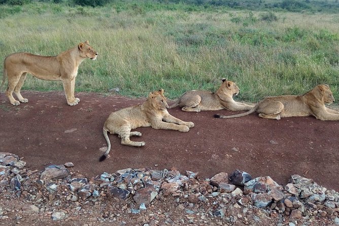 Arusha National Park Half Day Tour - Riding in the private 4x4