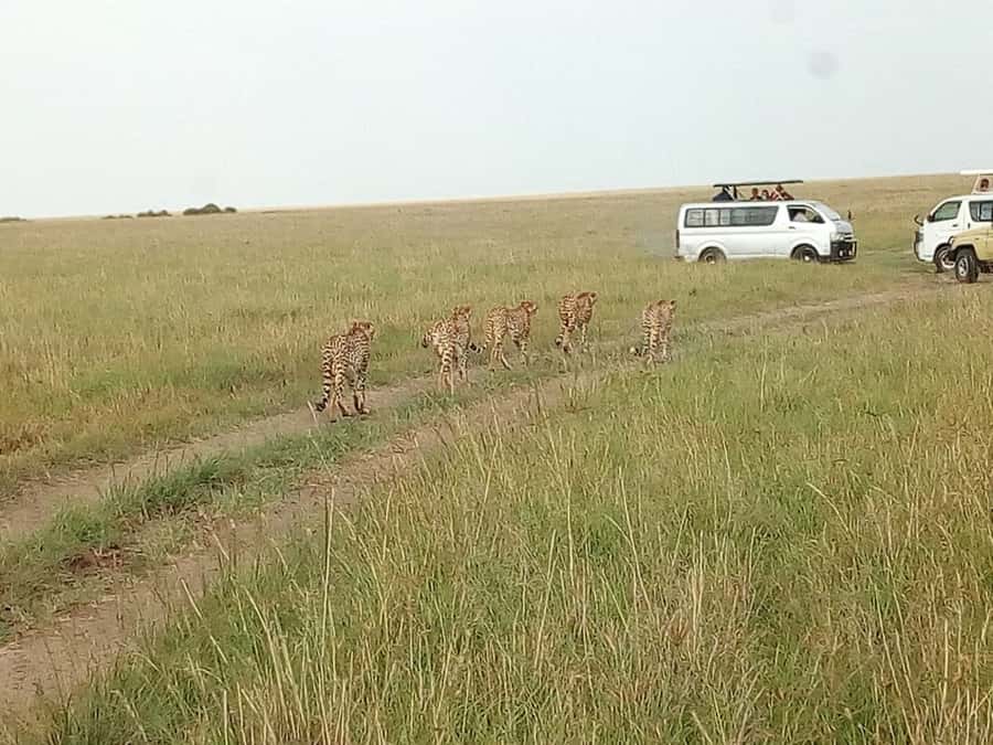 Arusha National Park: Private Jeep Tour - Wildlife: giraffes, zebra, monkeys, and flamingos
