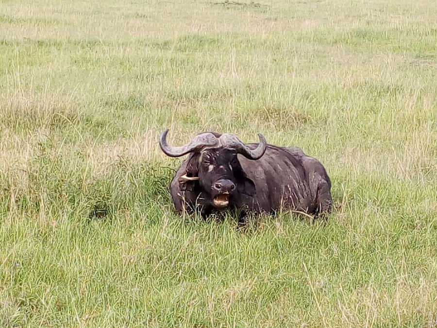 Arusha National Park: Private Jeep Tour - Lions and leopards require realistic expectations