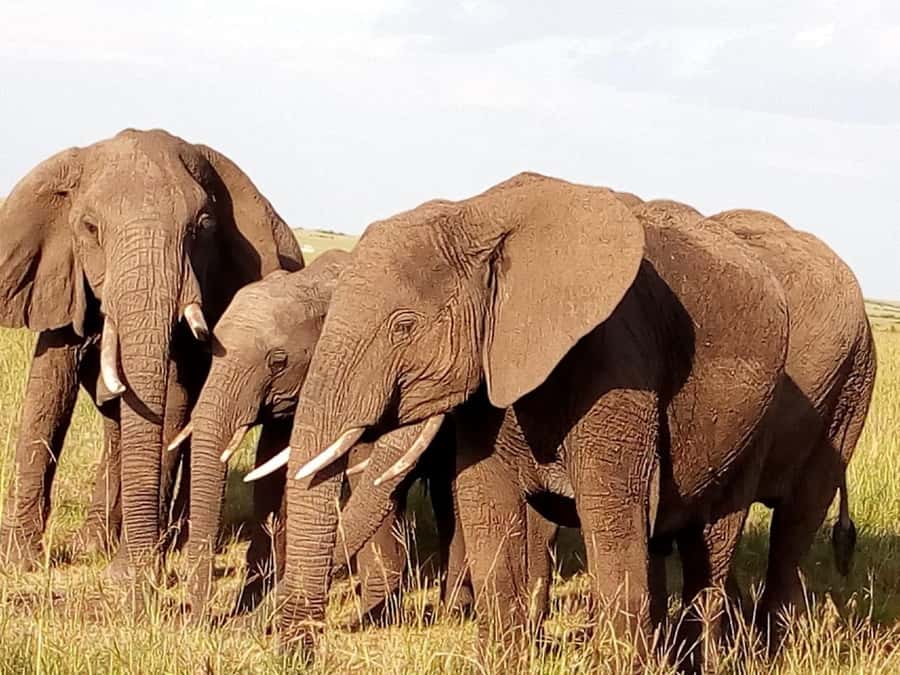 Arusha National Park: Private Jeep Tour - Birdwatching is a quiet strength