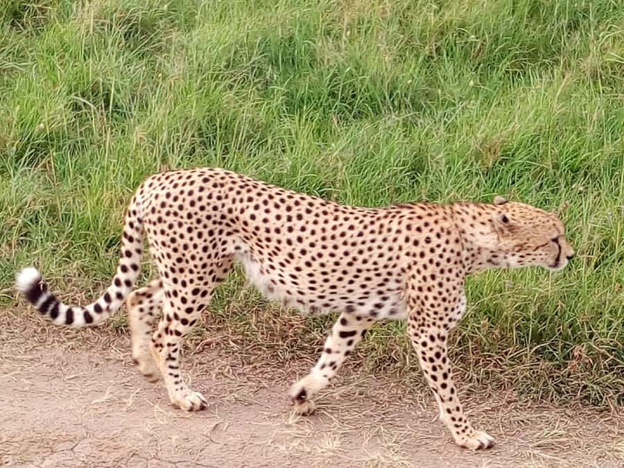 Arusha National Park: Private Jeep Tour - Views can reach beyond the park