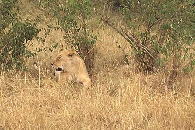 Arusha National Park Safari by Jeep - Wildlife to watch for during the game drive