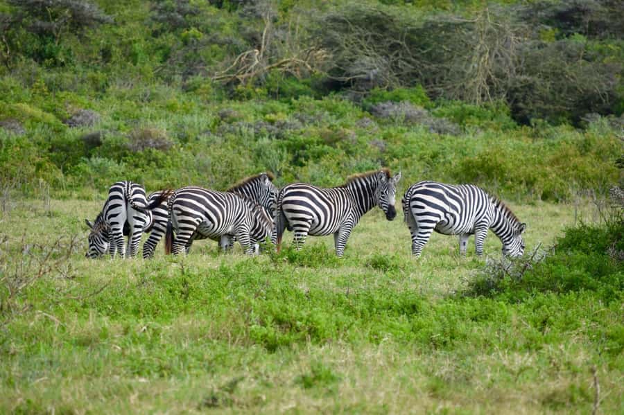 Arusha National Park: Walking Safari and Game Drive - Key points to know before booking