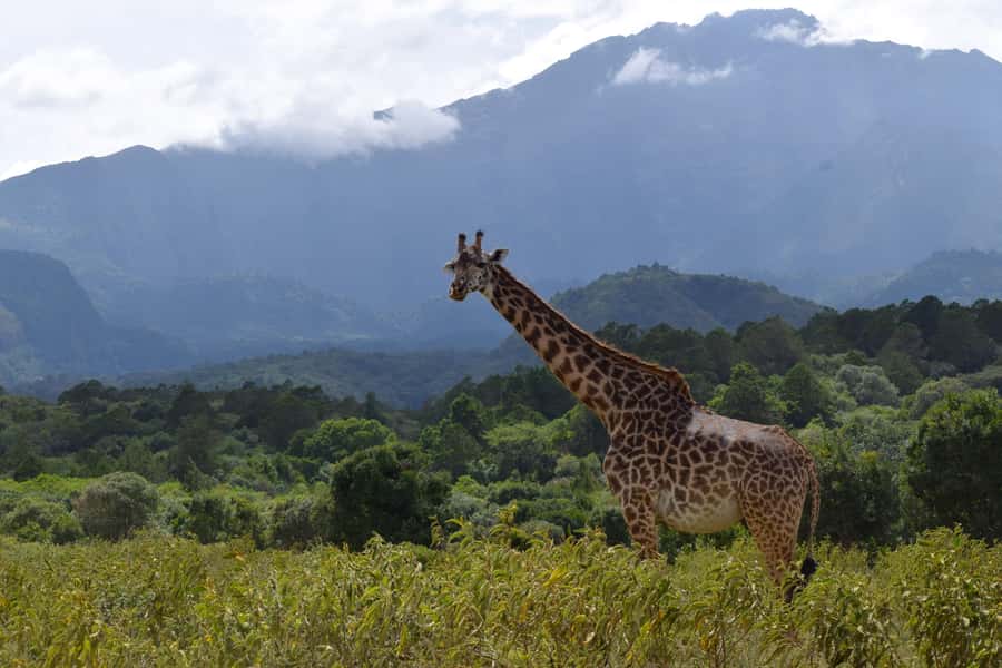 Arusha National Park: Walking Safari and Game Drive - Choosing between the three-hour walk and six-hour trek