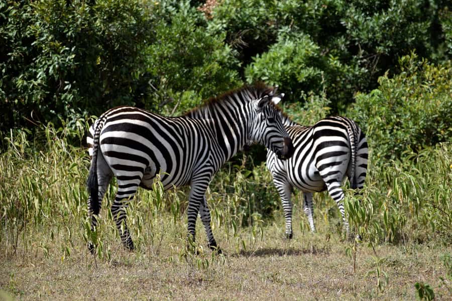 Arusha National Park: Walking Safari and Game Drive - The fig tree arch and Mt. Meru base camp