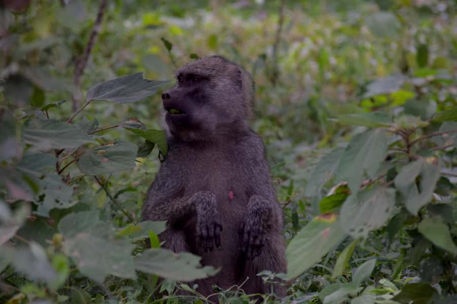 Arusha National Park: Walking Safari and Game Drive - Picnic lunch in the middle of the park