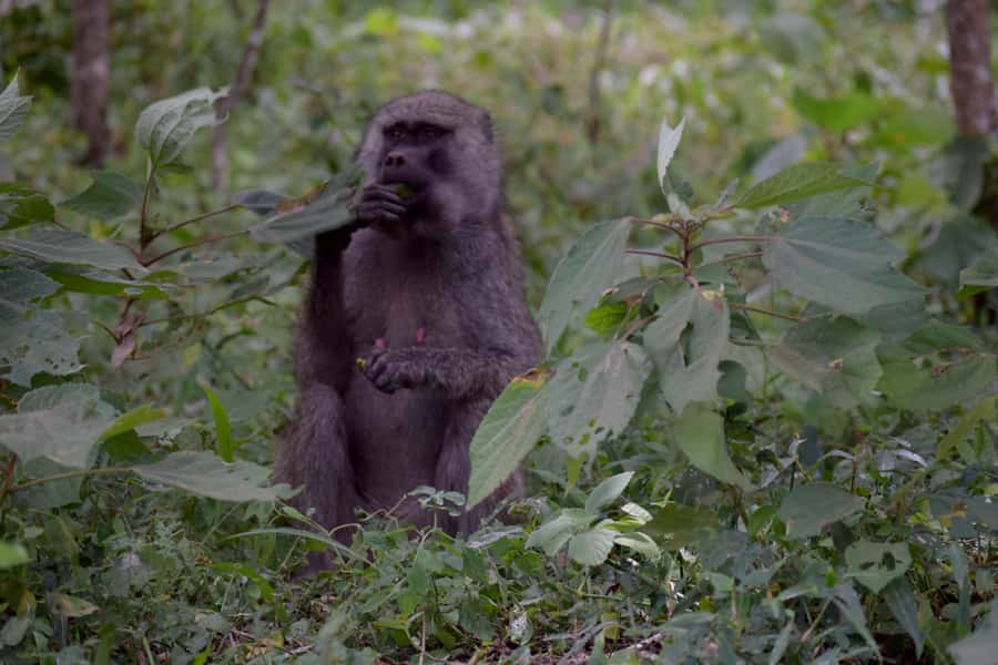 Arusha National Park: Walking Safari and Game Drive - What the $270 price really buys you