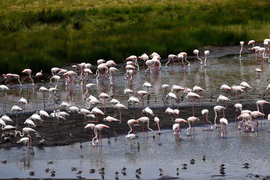 Arusha National Park: Walking Safari and Game Drive - Who should book this Arusha day trip?