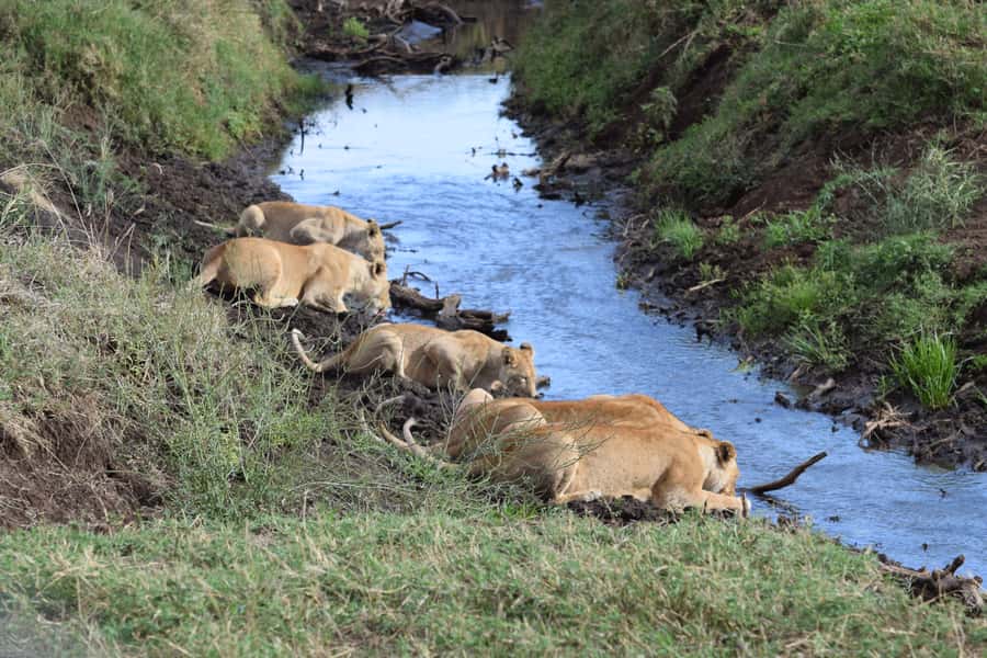 Arusha: Serengeti and Ngorongoro Multi-Day Camping Safari - Day 2: A full day among the Serengeti plains