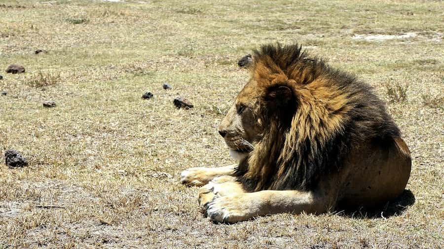 Arusha: Serengeti and Ngorongoro Multi-Day Camping Safari - Day 3: From Serengeti to Ngorongoro