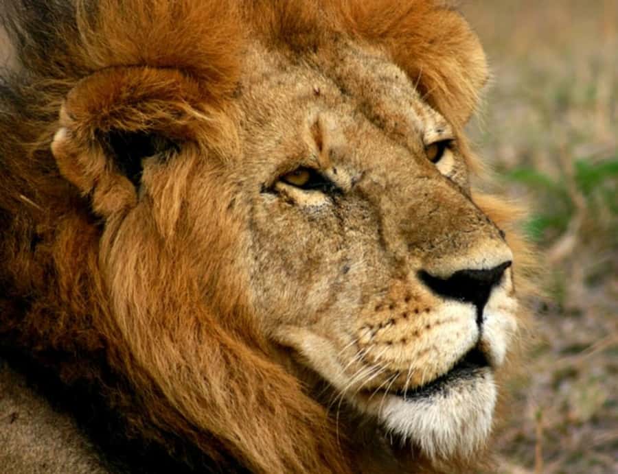 Arusha: Serengeti and Ngorongoro Multi-Day Camping Safari - Who should book this safari?