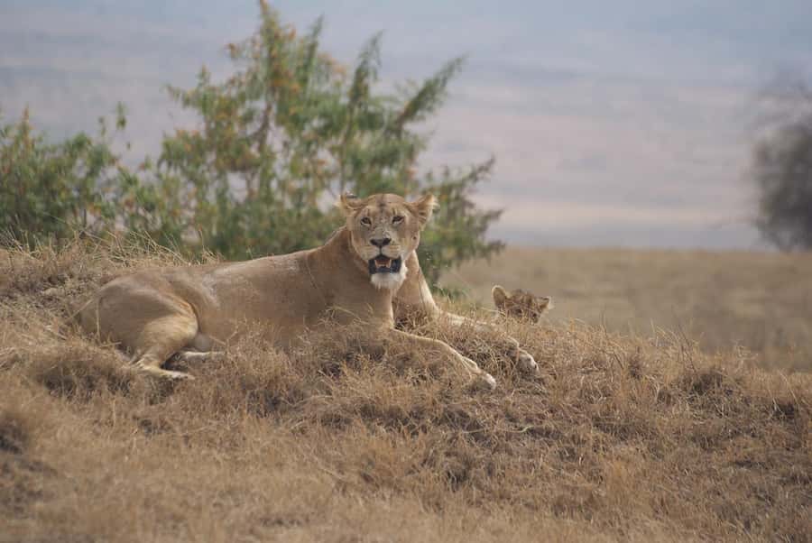 Arusha: Serengeti and Ngorongoro Multi-Day Camping Safari - Practical preparation for the four nights and days