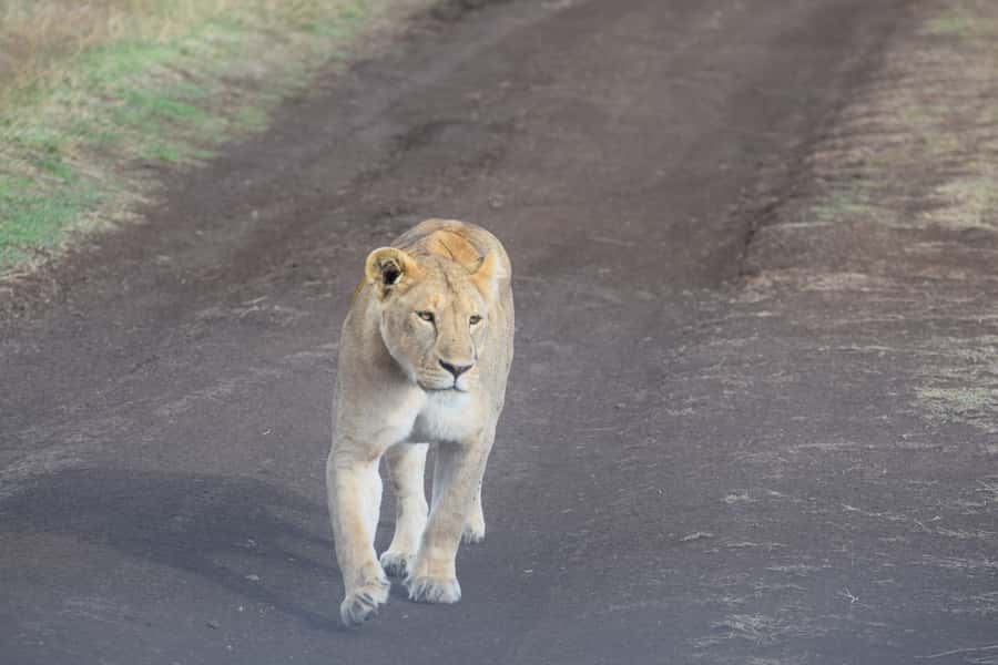 Arusha: Serengeti and Ngorongoro Multi-Day Camping Safari - Day 1: The long road into Serengeti National Park