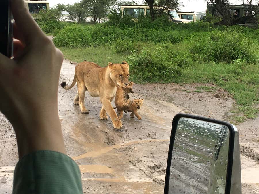 Arusha: Tarangire National Park Full-Day Wildlife Safari - Key points to know before you book