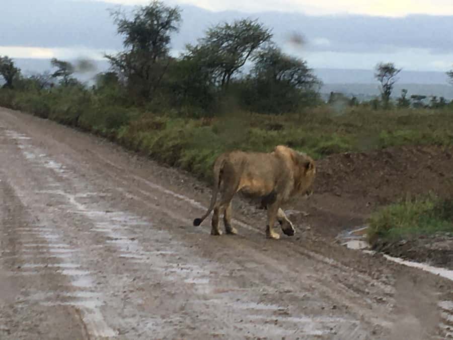 Arusha: Tarangire National Park Full-Day Wildlife Safari - Five hours among baobabs and elephants