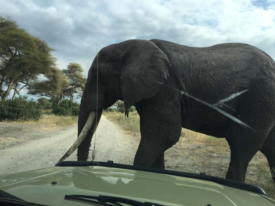 Arusha: Tarangire National Park Full-Day Wildlife Safari - The baobab trees are worth the drive