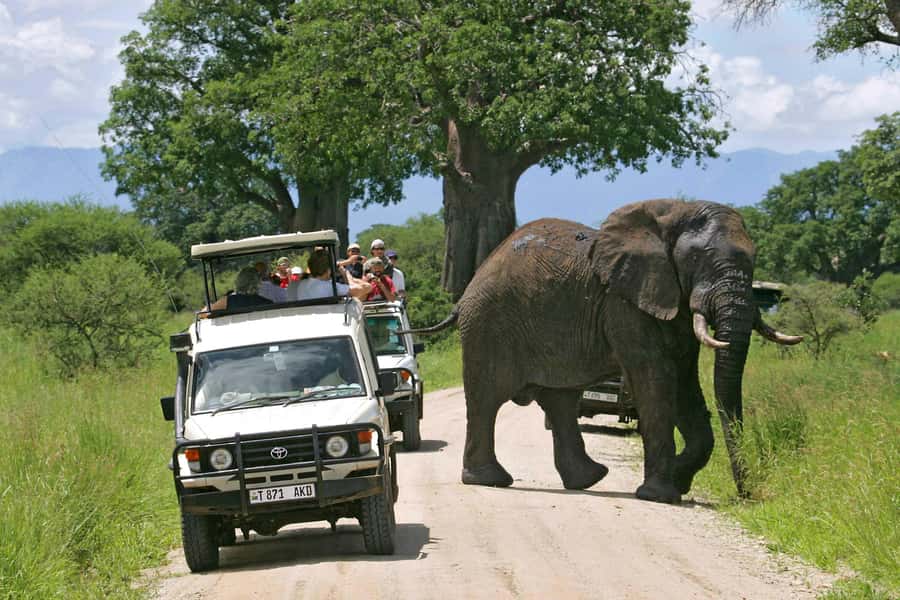 Arusha: Tarangire National Park Full-Day Wildlife Safari - The early pickup from Arusha