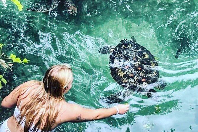 Baraka Aquarium and Dolphin Sightseeing with Sunset Cruise - Baraka Aquarium and its waist-deep turtle pool
