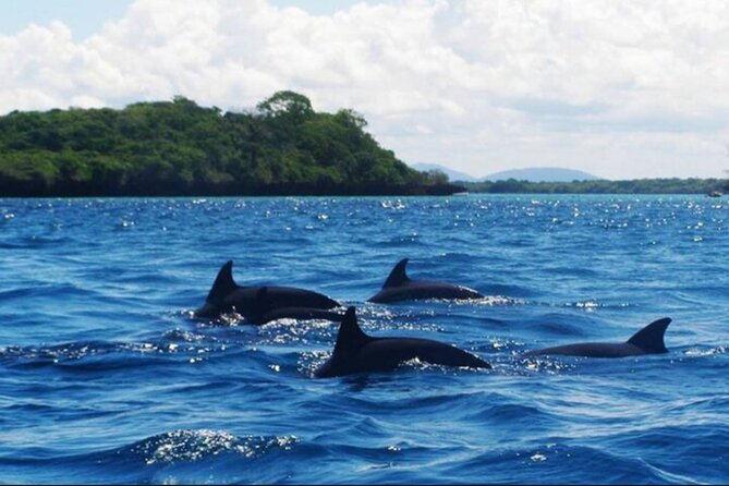 Baraka Aquarium and Dolphin Sightseeing with Sunset Cruise - Timing, comfort, and practical planning