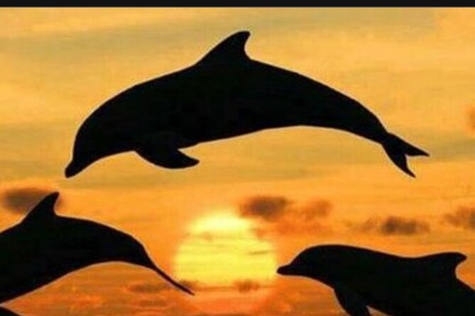 Baraka Aquarium and Dolphin Sightseeing with Sunset Cruise - Searching for dolphins from Matemwe village