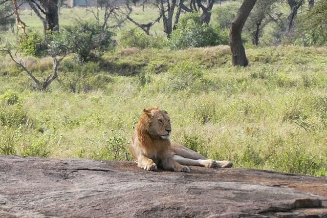 Best 3 days Tanzania shared Safari Tarangire Ngorororo Manyara - Day one: Tarangire’s elephants and baobab country