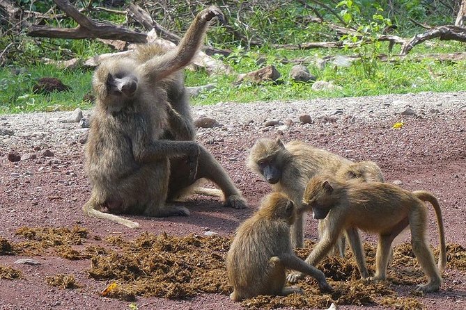 Best 3 days Tanzania shared Safari Tarangire Ngorororo Manyara - Day three: Lake Manyara before the return to Arusha