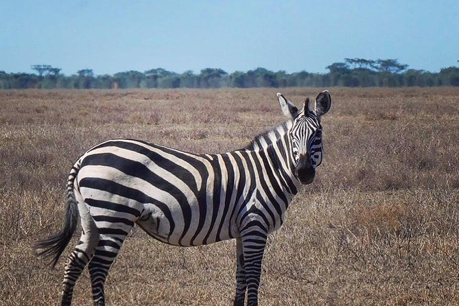 Best 3 days Tanzania shared Safari Tarangire Ngorororo Manyara - What the $1,000 price really covers