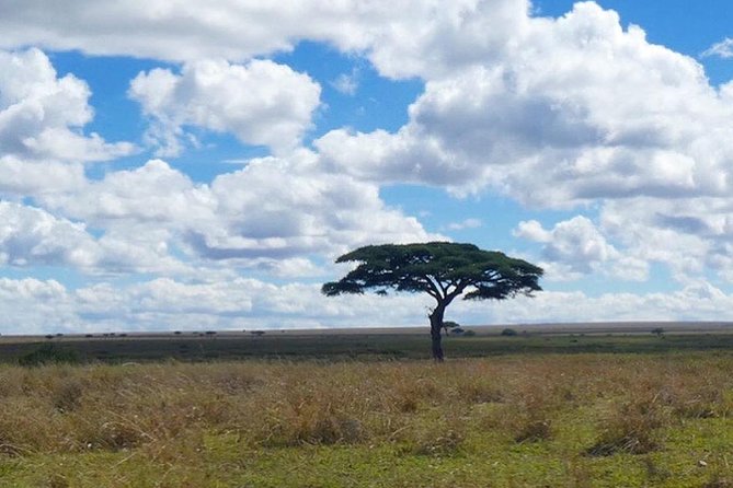 Best 3 days Tanzania shared Safari Tarangire Ngorororo Manyara - Camping, comfort, and what to pack
