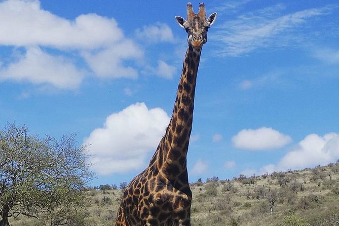Best 3 days Tanzania shared Safari Tarangire Ngorororo Manyara - The guide and group can shape the whole trip