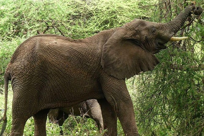Best 3 days Tanzania shared Safari Tarangire Ngorororo Manyara - The itinerary needs a written double-check