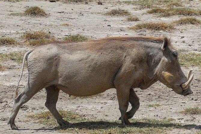 Best 3 days Tanzania shared Safari Tarangire Ngorororo Manyara - Day two: A full wildlife day in Ngorongoro Crater